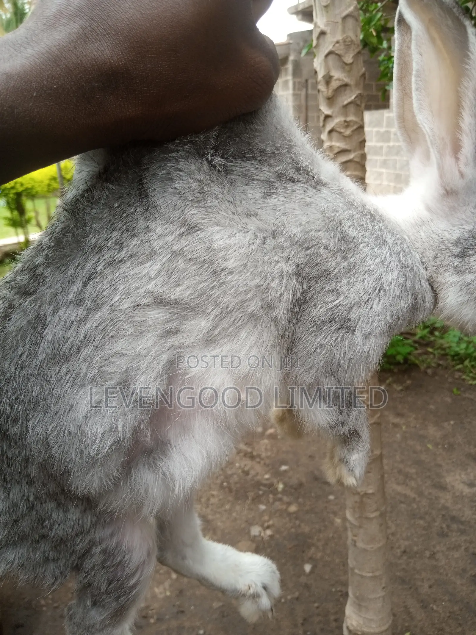 Pets and White (Lean) Meat
