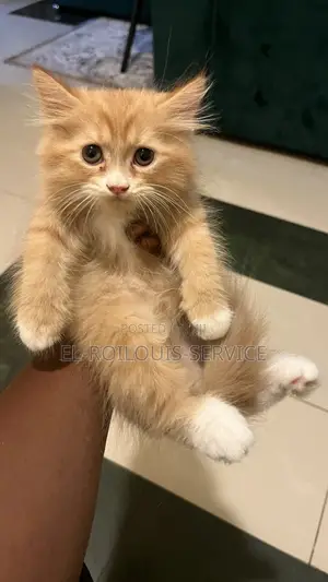 1-3 months Female Purebred Persian
