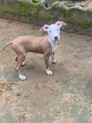 Photo - 3-6 months Male Purebred American Pit Bull Terrier