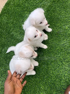 1-3 months Female Purebred American Eskimo