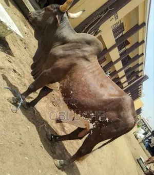 I Sell Healthy Cow Very Big and Affordable