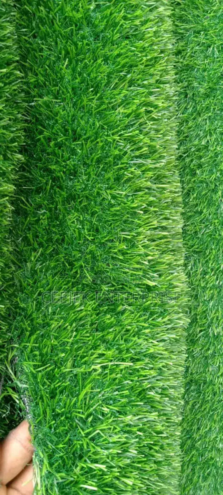 Carpet Grass