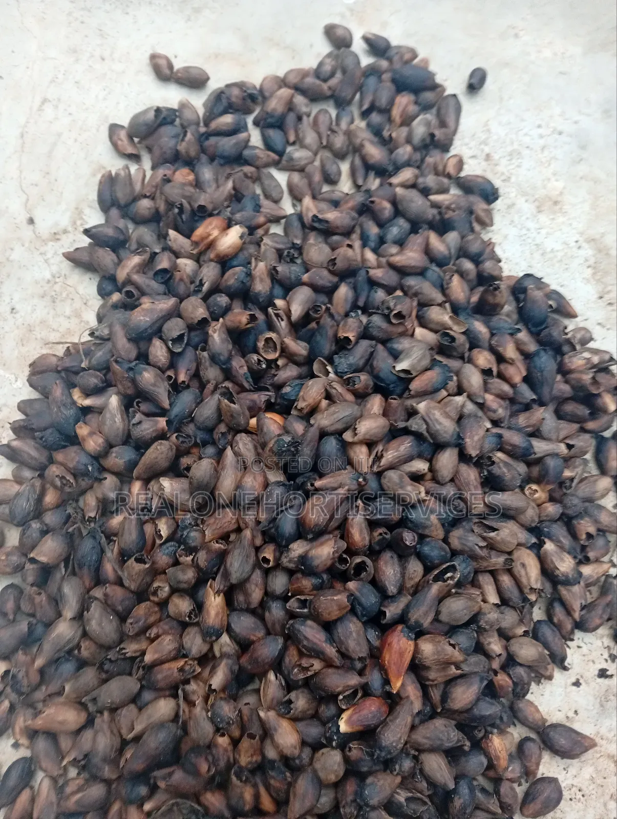 Ready to Plant Gmelina Seedlings Is Available in Bulk Small Quantities