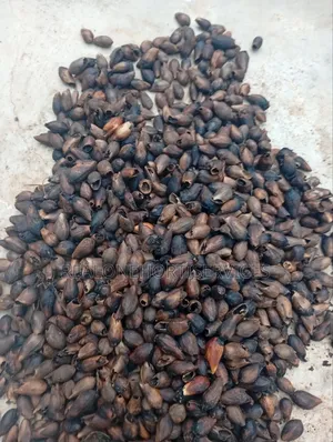 Gmelina Seedlings Is Available in Bulk PCS