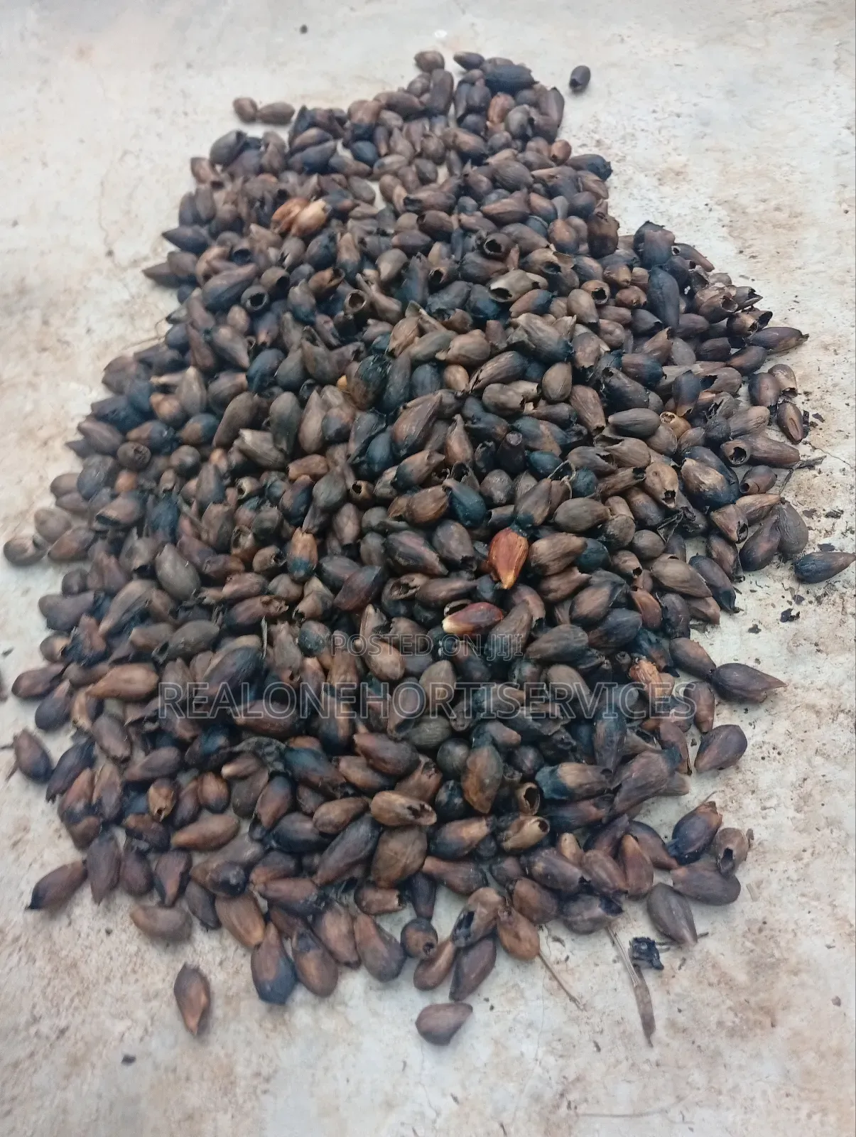 Ready to Plant Gmelina Seedlings Is Available in Bulk Small Quantities