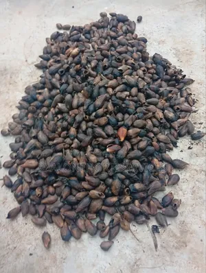 Ready to Plant Gmelina Seedlings Is Available in Bulk Small Quantities