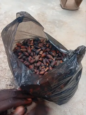 Ready to Plant Gmelina Seedlings Is Available in Bulk Small Quantities