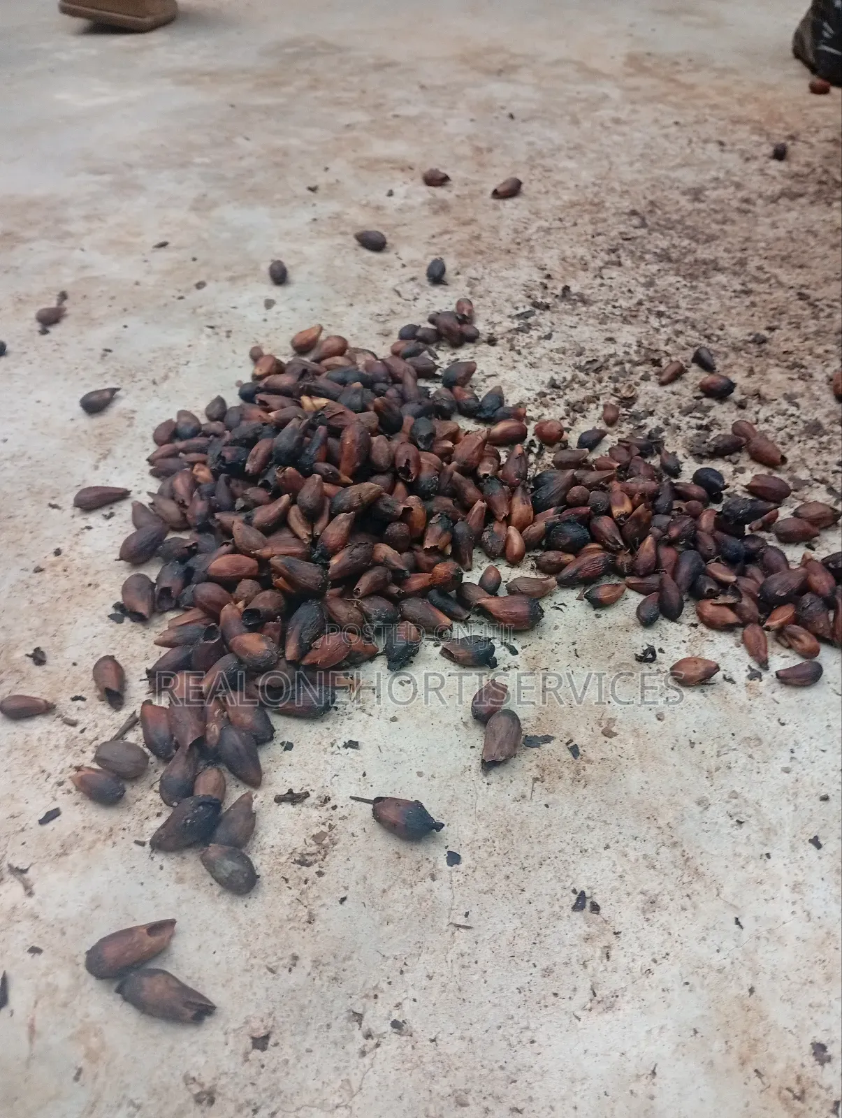 Ready to Plant Gmelina Seedlings Is Available in Bulk Small Quantities