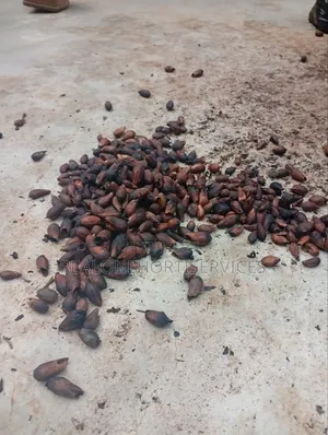 Ready to Plant Gmelina Seedlings Is Available in Bulk Small Quantities