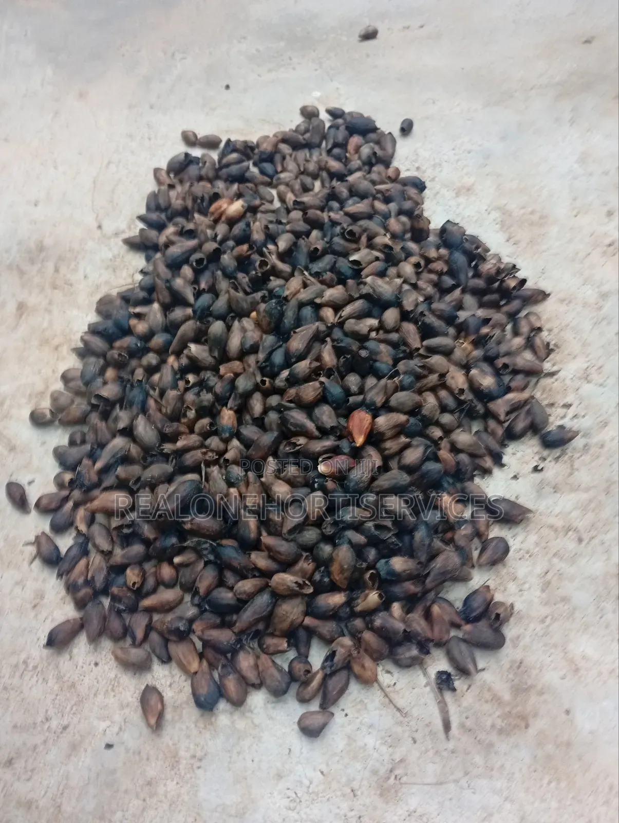 Ready to Plant Gmelina Seedlings Is Available in Bulk Small Quantities