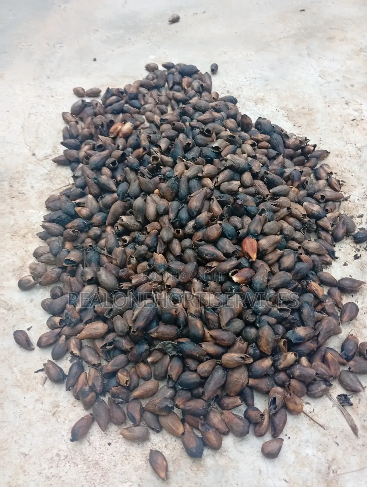 Ready to Plant Gmelina Seedlings Is Available in Bulk Small Quantities