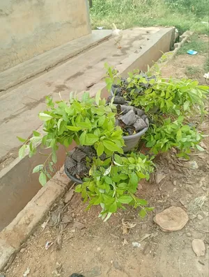 Afara Seedlings Available for Forest Establishment