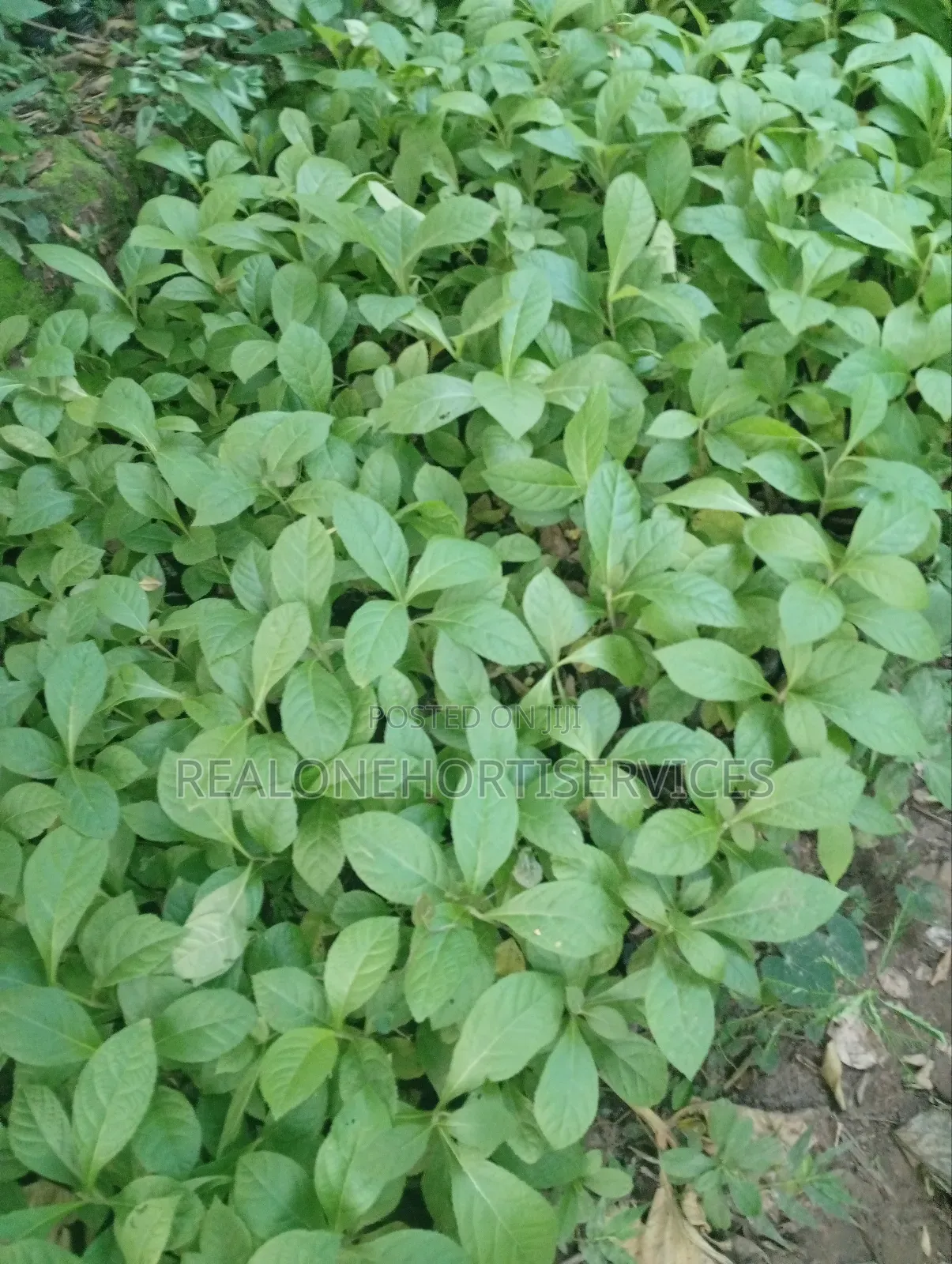 Teak Seedlings for Forestry Establishments