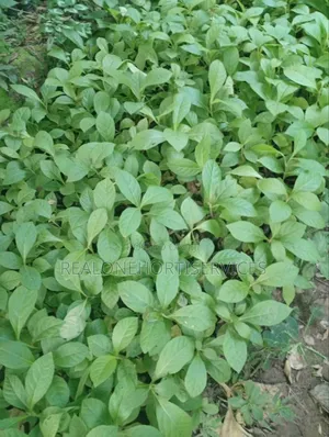 Teak Seedlings for Forestry Establishments