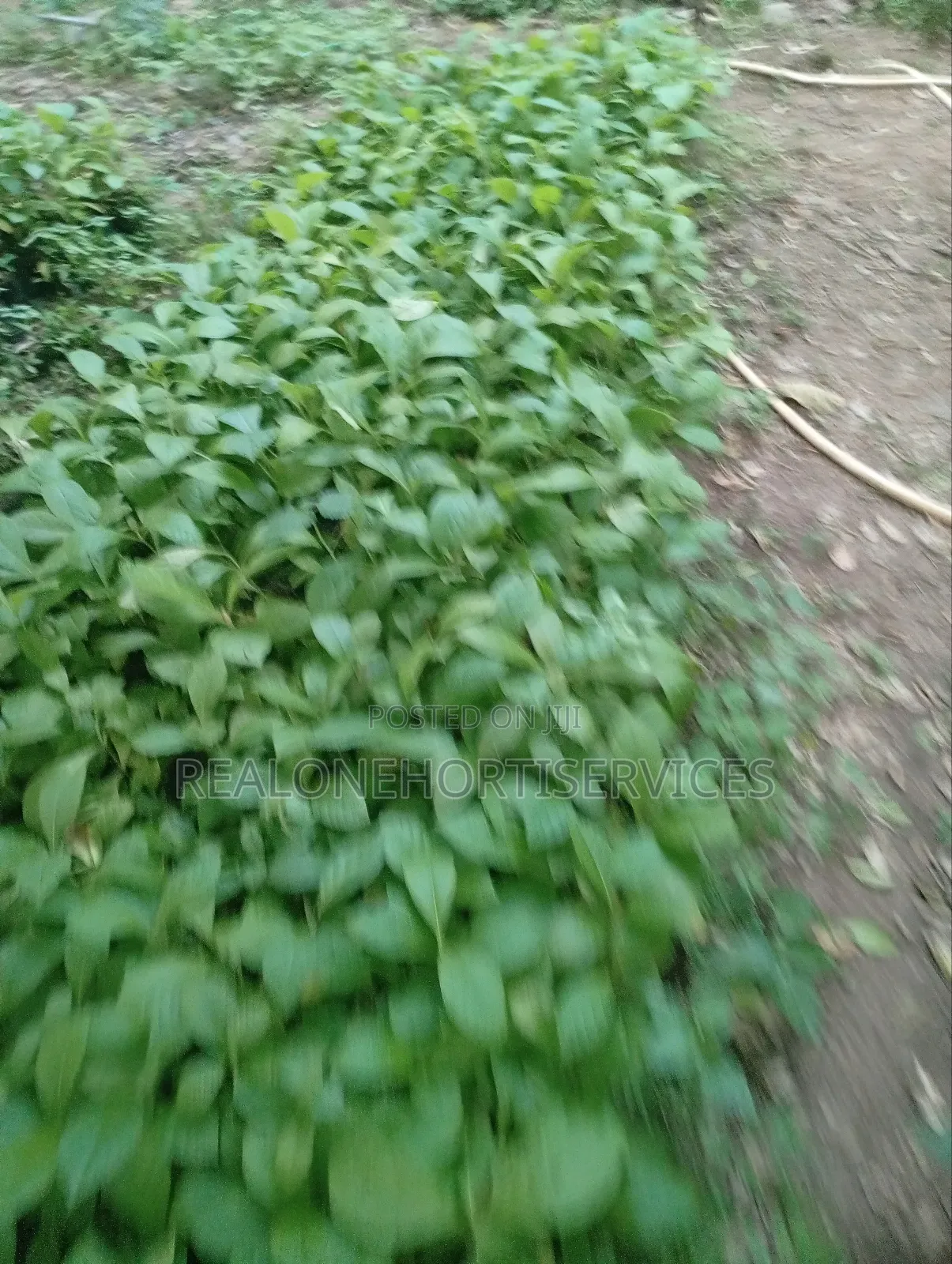 Teak Seedlings for Forestry Establishments