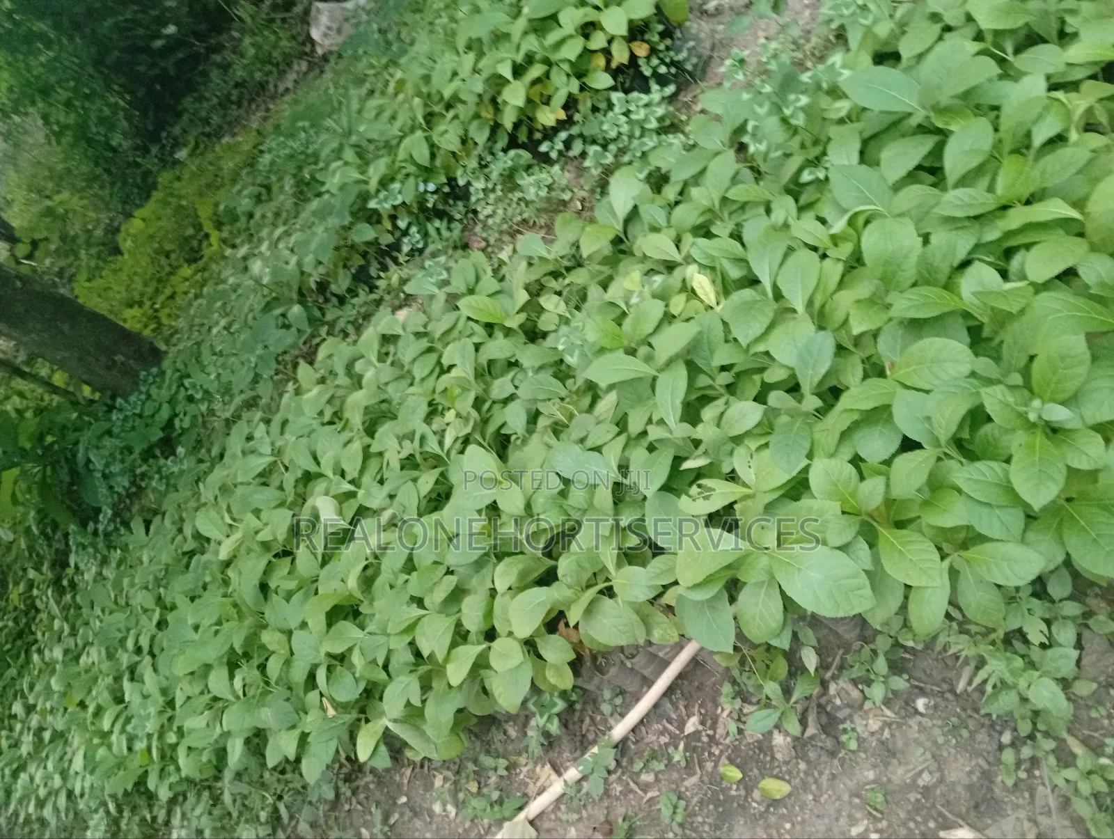 Teak Seedlings for Forestry Establishments