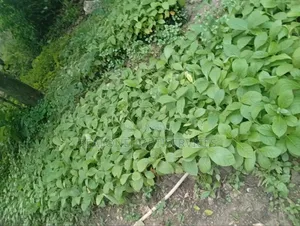 Teak Seedlings for Forestry Establishments