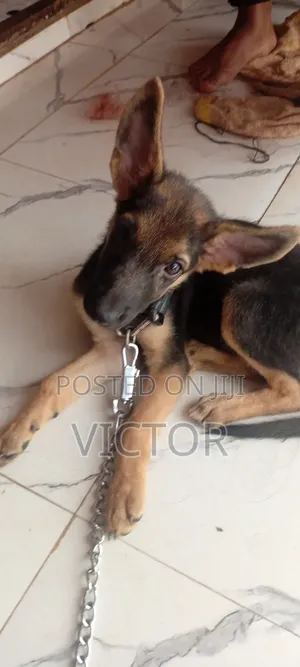 1-3 months Male Purebred German Shepherd