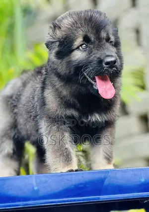 1-3 months Female Purebred Caucasian Shepherd