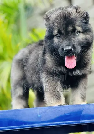 1-3 months Female Purebred Caucasian Shepherd