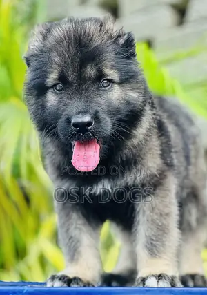 1-3 months Female Purebred Caucasian Shepherd