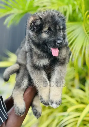1-3 months Male Purebred Caucasian Shepherd