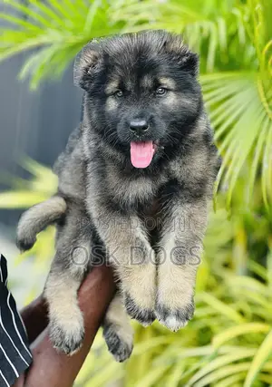1-3 months Male Purebred Caucasian Shepherd