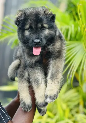 1-3 months Male Purebred Caucasian Shepherd