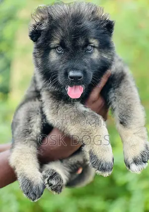 1-3 months Female Purebred Caucasian Shepherd