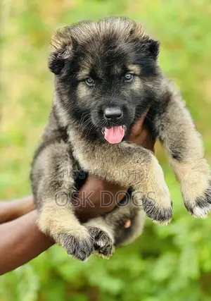 1-3 months Female Purebred Caucasian Shepherd