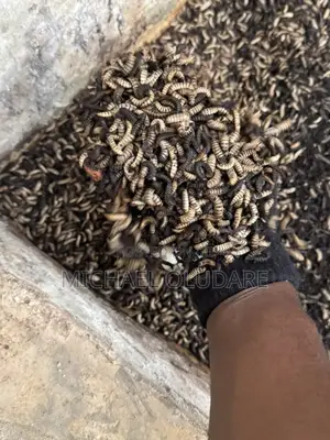 Fresh/Dried BSF Larvae/Pupae/Pre Pupae Available for Sale
