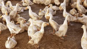 Muscovy Duck Fowl