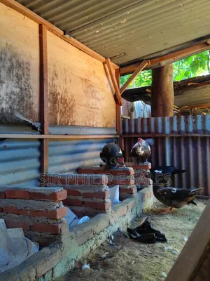 Muscovy Duck Fowl