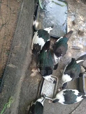 Muscovy Duck Fowl