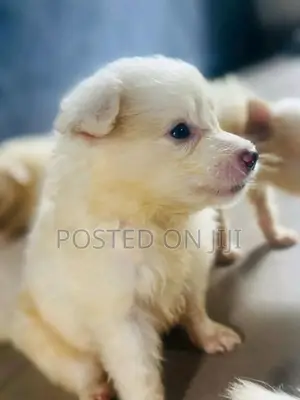 3-6 months Female Purebred American Eskimo