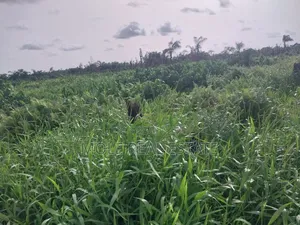 5871sqm Plot on Alexander Road Old Ikoyi Lagos