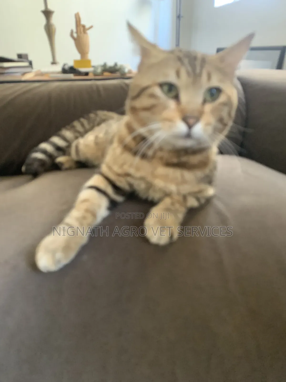 Foreign Cats for Sale