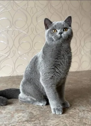 Foreign Cats for Sale