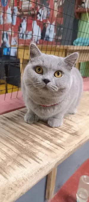 Foreign Cats for Sale
