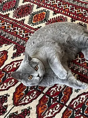 Foreign Cats for Sale
