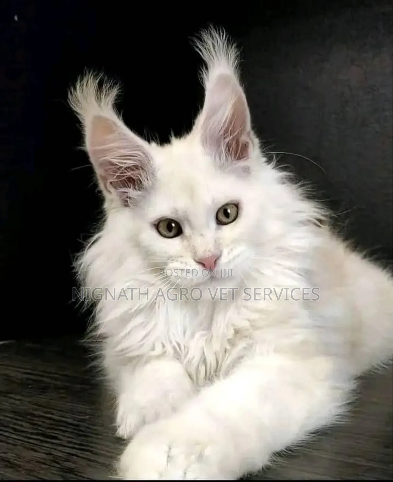 Foreign Cats for Sale