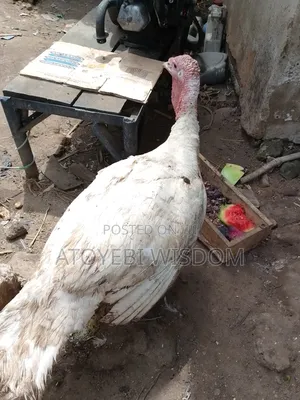 Imported Turkey and Local Turkey