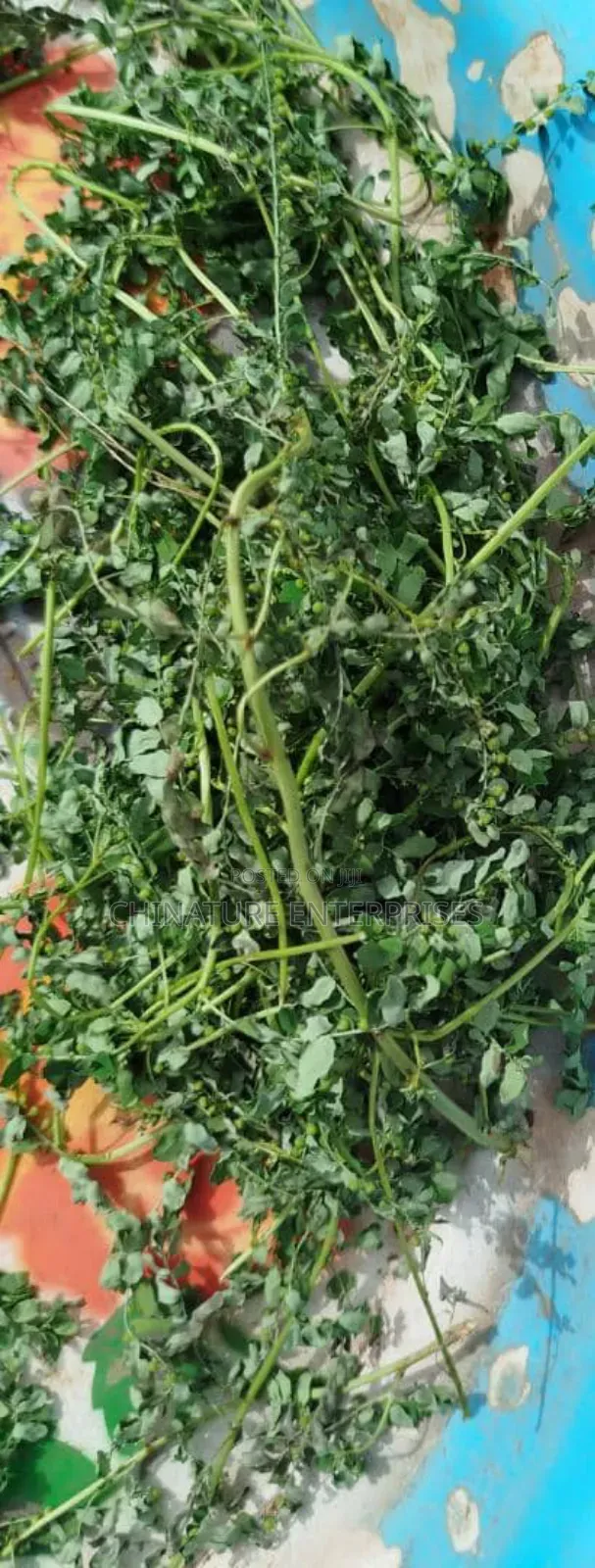 Stone Breaker/Seed Under Leaf/Chanca Piedra (20g