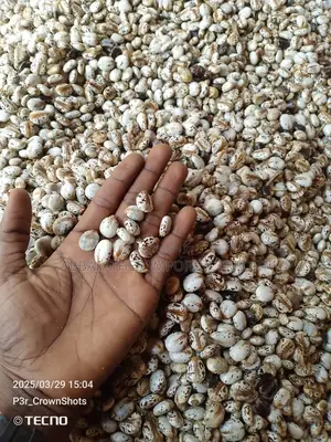 Castor Seed