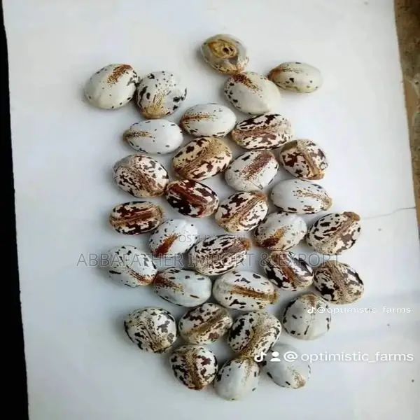 Castor Seed
