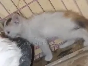 3-6 months Female Purebred Turkish Angora