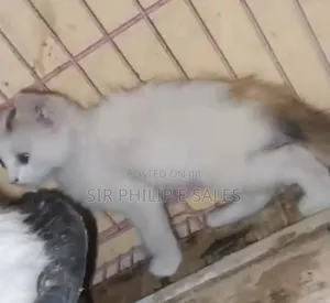 3-6 months Male Purebred Turkish Angora