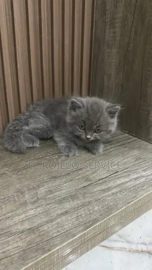 1-3 months Male Purebred British Shorthair