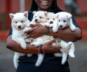 1-3 months Female Purebred American Eskimo