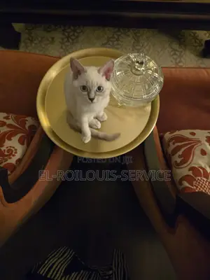 1-3 months Female Purebred British Shorthair